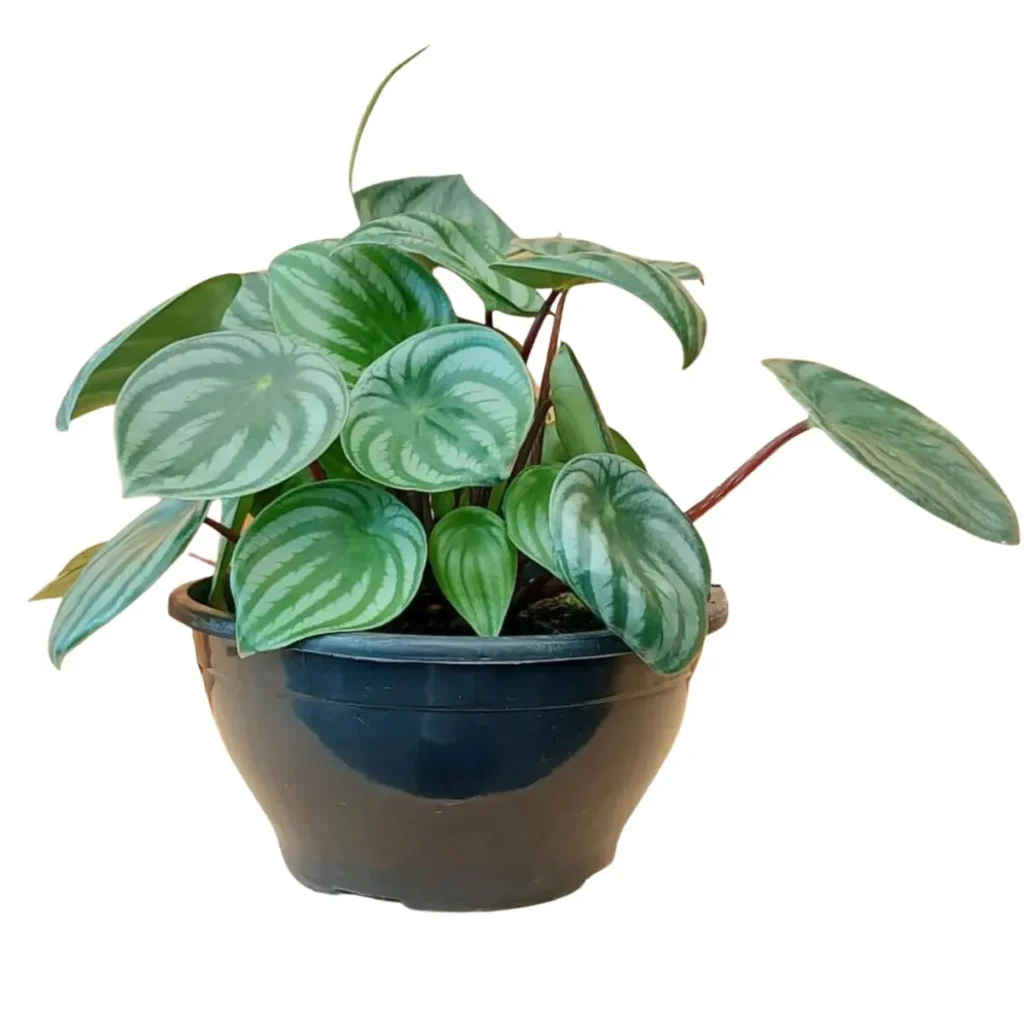 Peperômia Melancia (Peperomia argyreia) na cuia 13