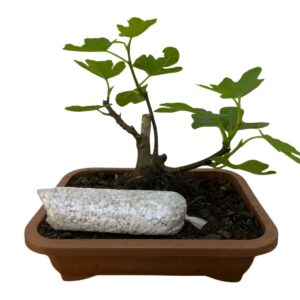 Bonsai Jovem De Figo Ficus Carica Frutífero Manual Cuidados