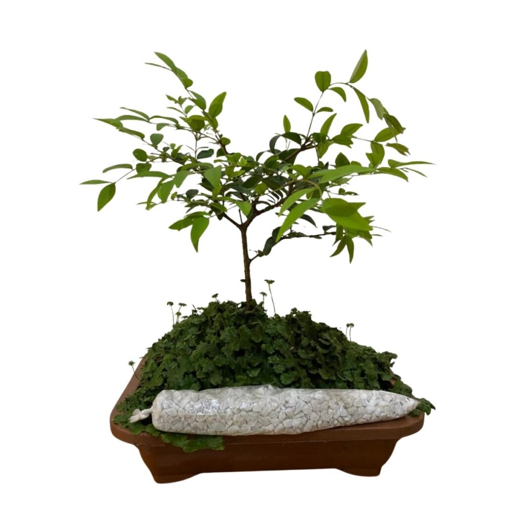 Bonsai Jovem De Uvaia Eugenia Pyriformis Nativa Com Manual