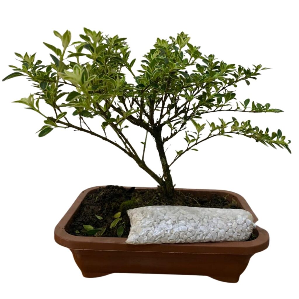 Bonsai Serissa Mil Estrelas Jovem – Floração Branca Delicada