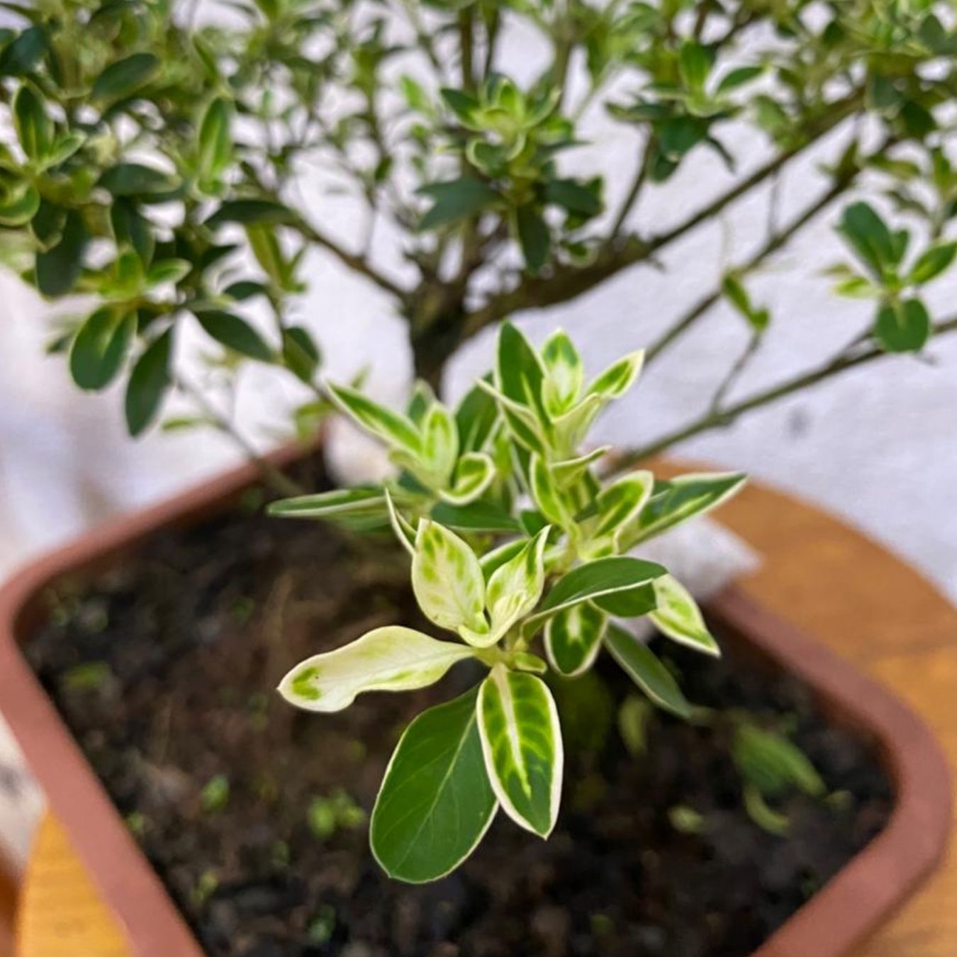 Bonsai Serissa Mil Estrelas Jovem – Floração Branca Delicada - Imagem 3
