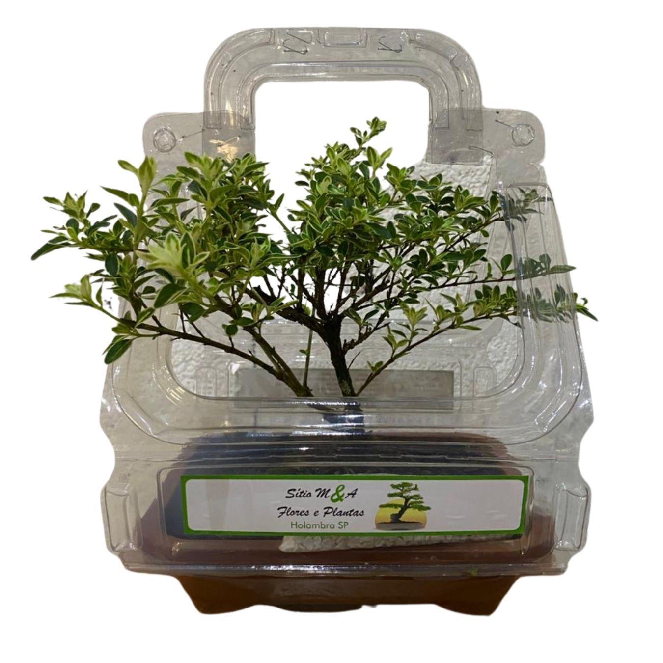Bonsai Serissa Mil Estrelas Jovem – Floração Branca Delicada - Imagem 5