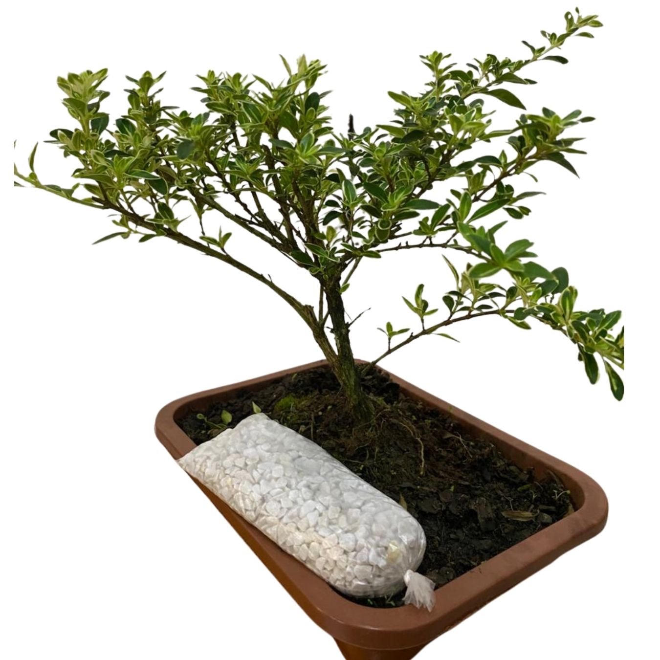 Bonsai Serissa Mil Estrelas Jovem – Floração Branca Delicada - Imagem 4