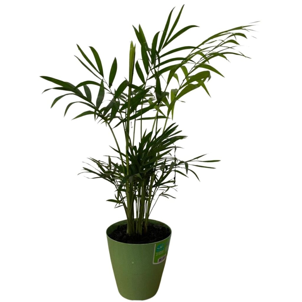 Palmeira Chamaedorea Elegans Pote 11