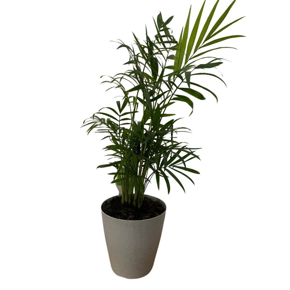 Palmeira Chamaedorea Elegans Pote 11 - Imagem 3