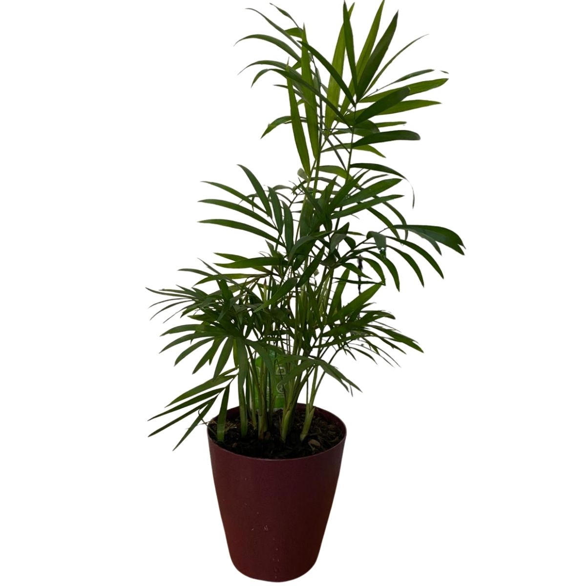 Palmeira Chamaedorea Elegans Pote 11 - Imagem 4