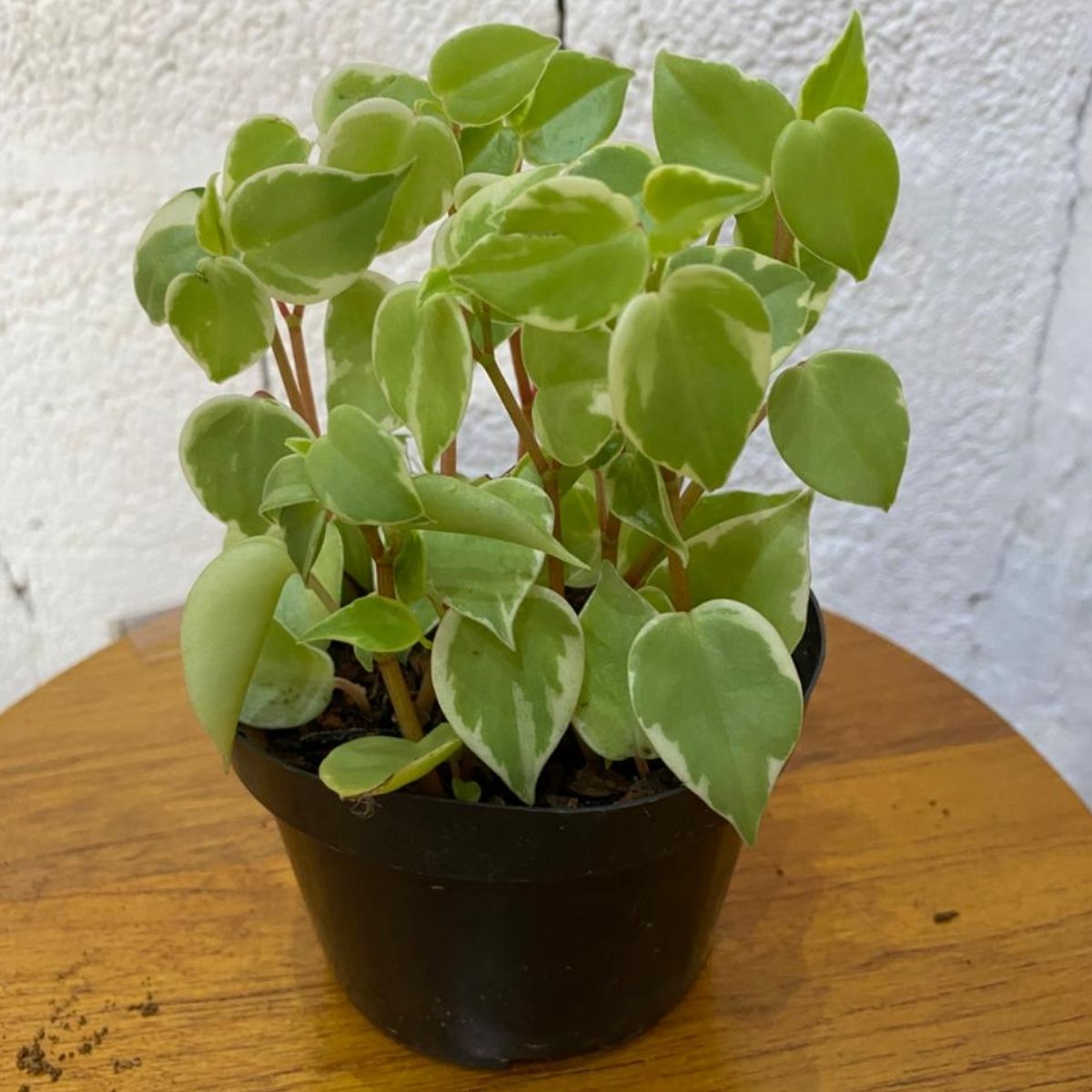 Peperômia-pendente ou filodendro scandens Variegata Pote 11 - Imagem 2