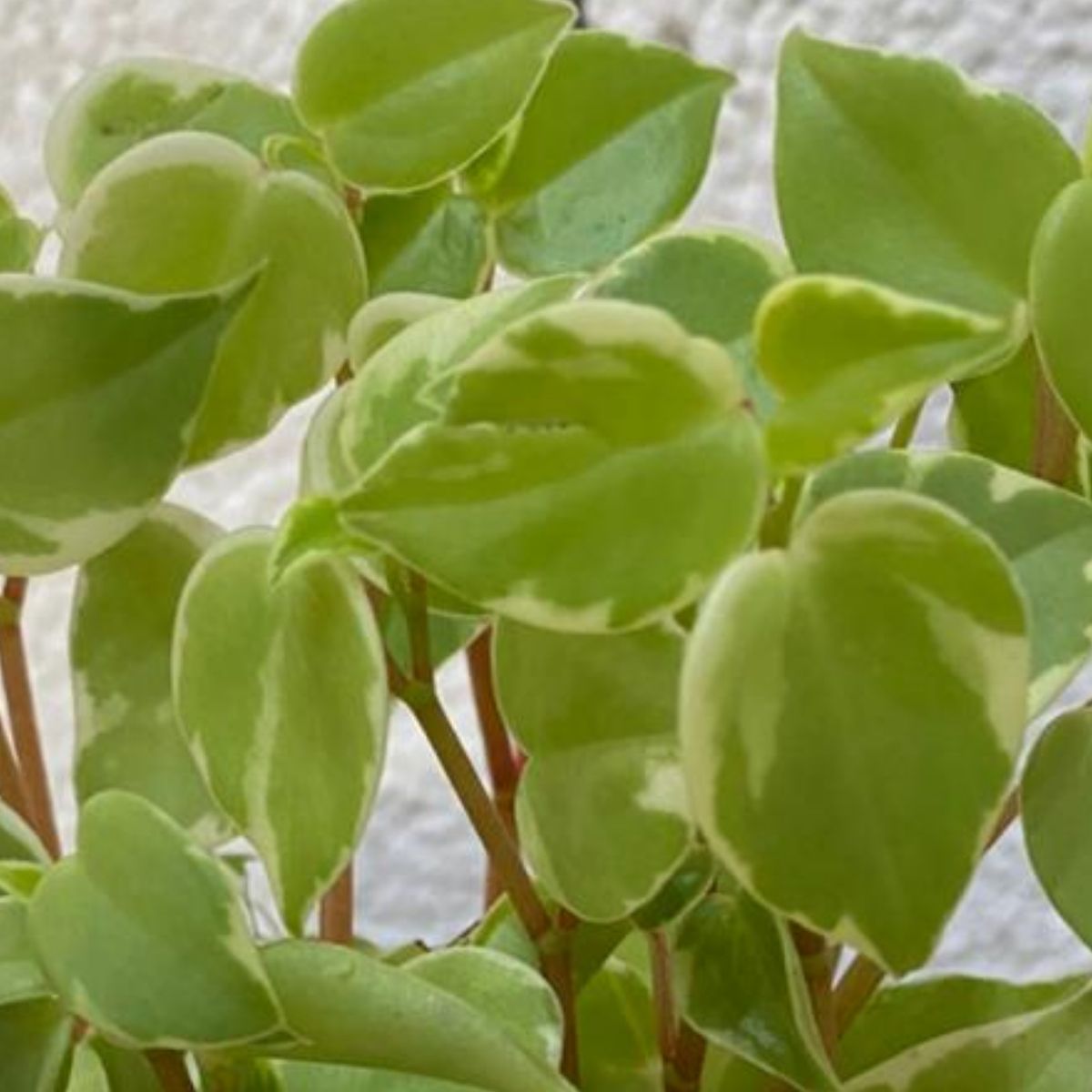 Peperômia-pendente ou filodendro scandens Variegata Pote 11 - Imagem 3