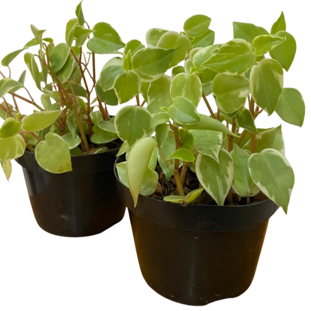 Peperômia-pendente ou filodendro scandens Variegata Pote 11 - Imagem 5