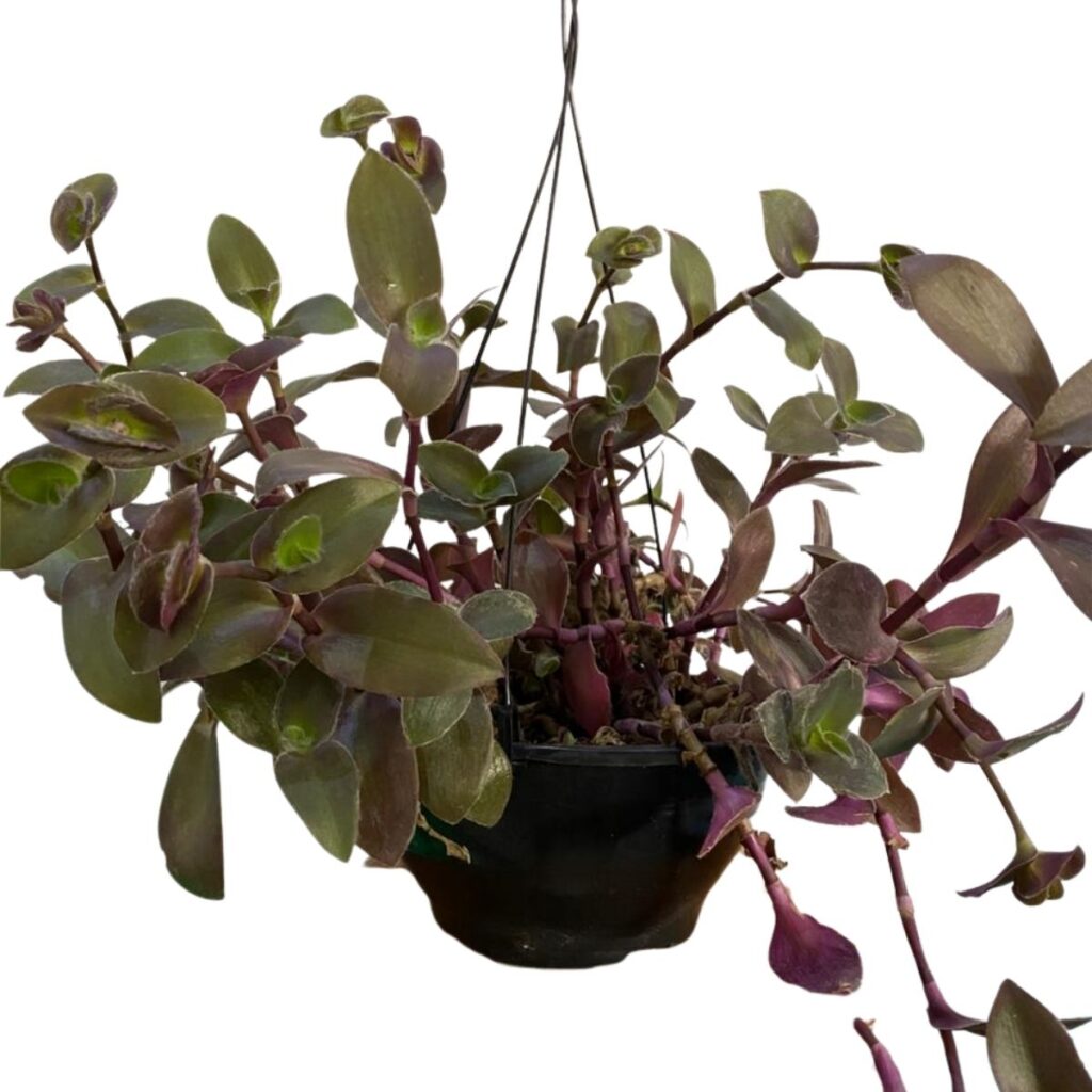 Trapoeraba Roxa Tradescantia Pallida Purpurea Cuia 21