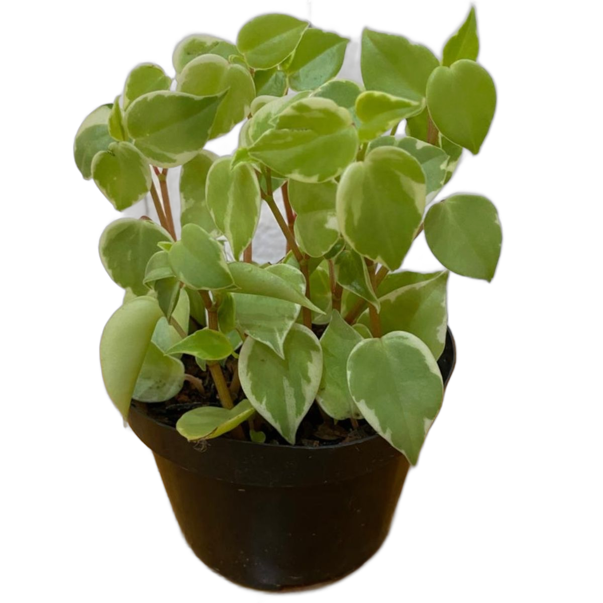 Peperômia-pendente ou filodendro scandens Variegata Pote 11 - Imagem 6