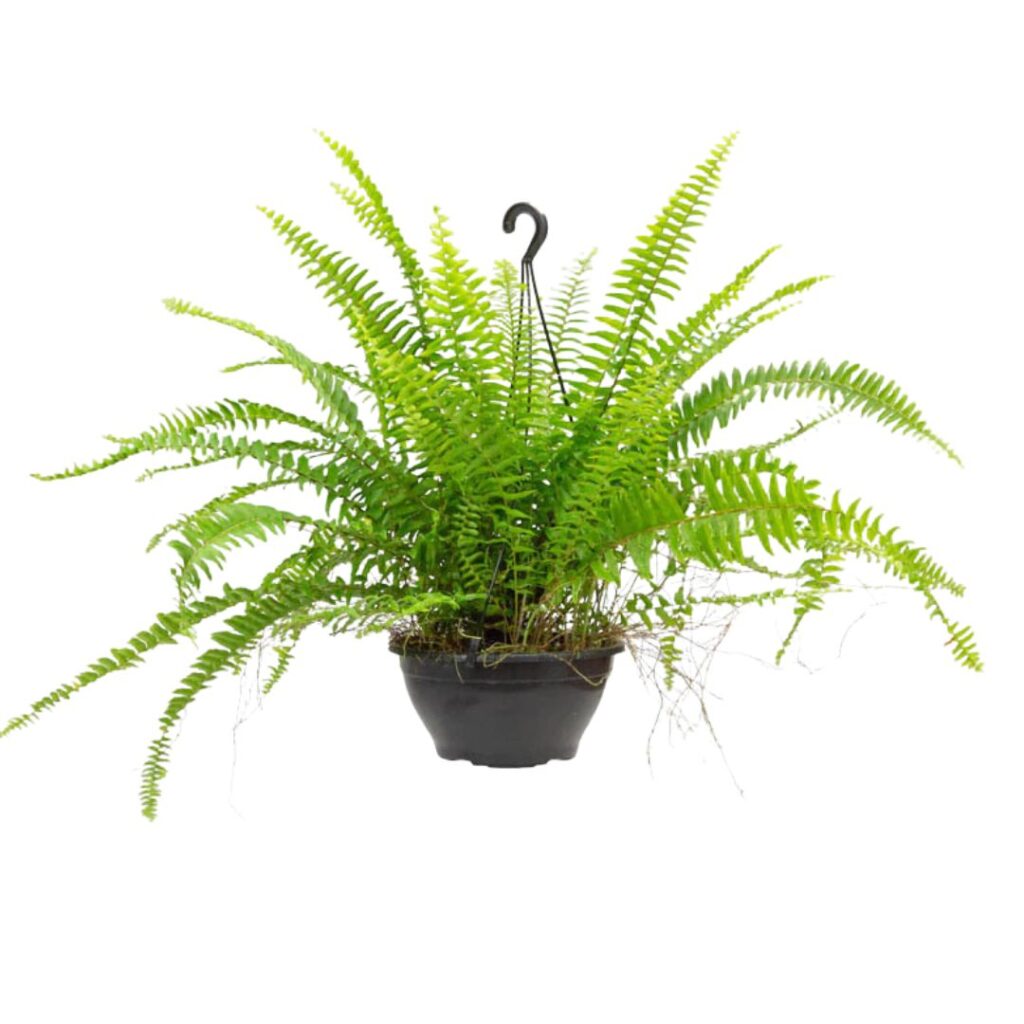 Samambaia Americana Nephrolepis Exaltata Cuia 21
