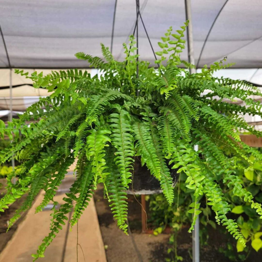 Samambaia Americana Nephrolepis Exaltata Cuia 21 - Imagem 3