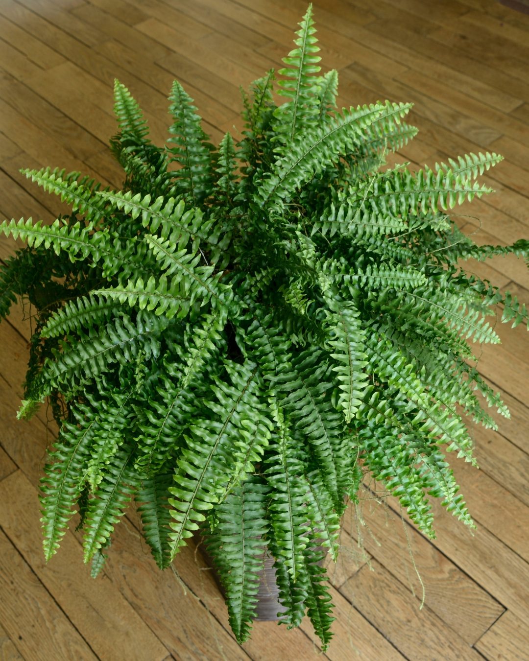 Samambaia Americana Nephrolepis Exaltata Cuia 21 - Imagem 4