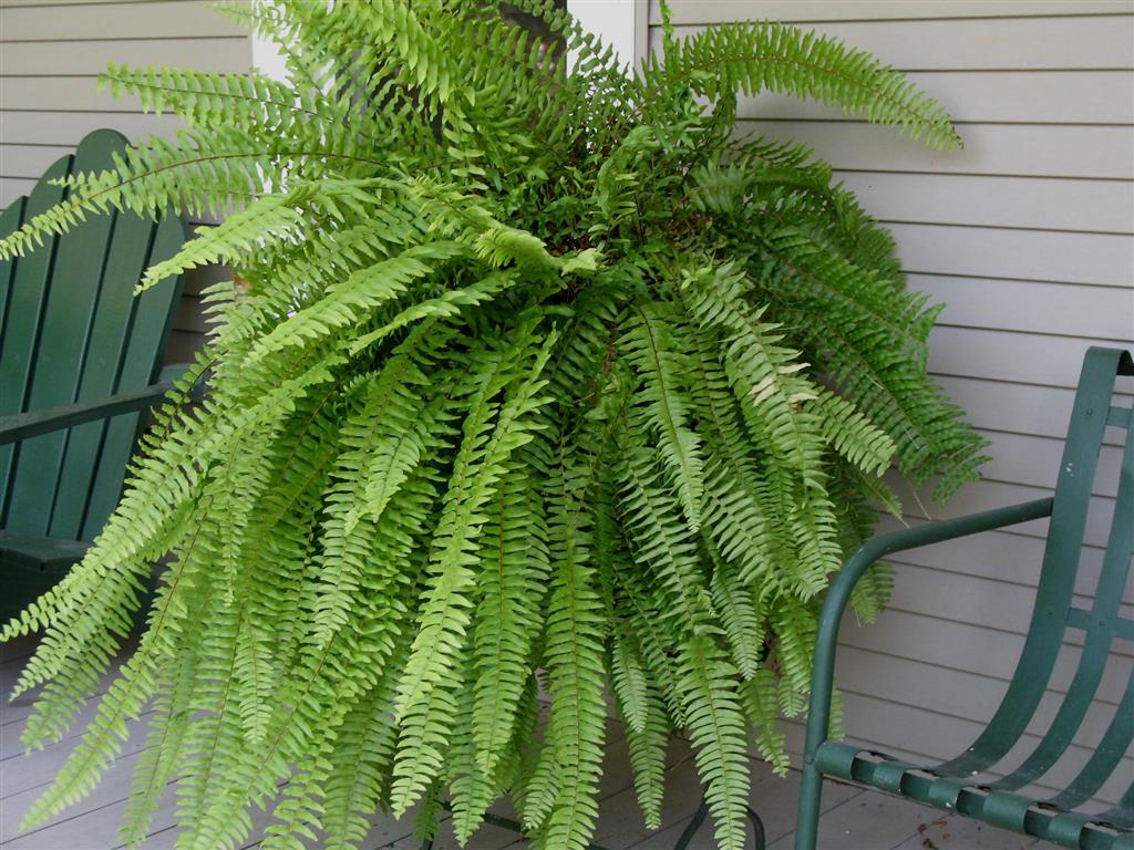 Samambaia Americana Nephrolepis Exaltata Cuia 21 - Imagem 5