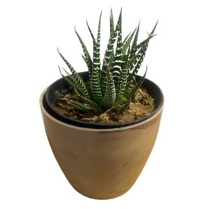Kit Decoração Suculenta Rabo De Largatixa + Vaso + Granilha