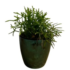 Kit Decoração Cacto Ripsalis + Vaso Diamond + Granilha