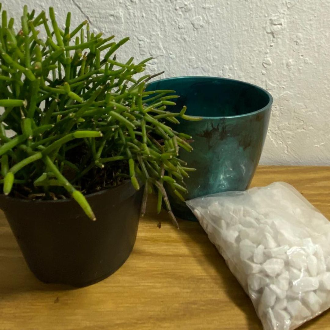 Kit Decoração Cacto Ripsalis + Vaso Diamond + Granilha - Imagem 4