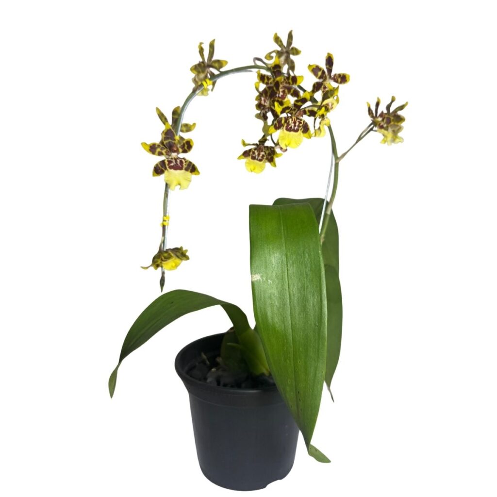 Orquídea Oncidium Colmanara Baby - Amarela Vibrante Pote 14