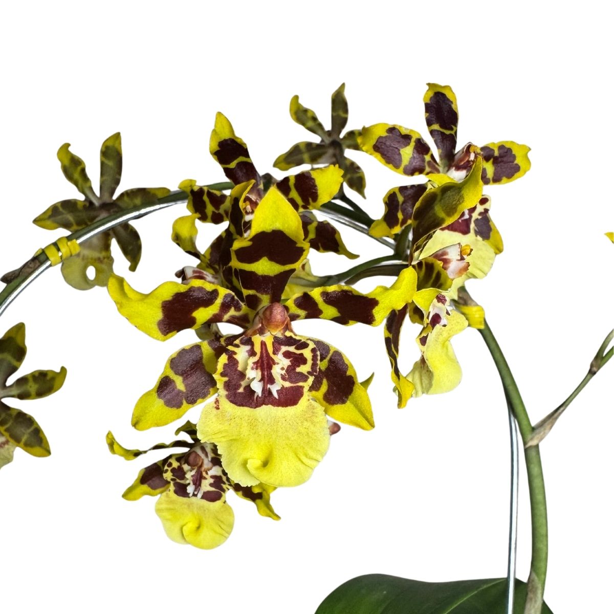 Orquídea Oncidium Colmanara Baby - Amarela Vibrante Pote 14 - Imagem 3