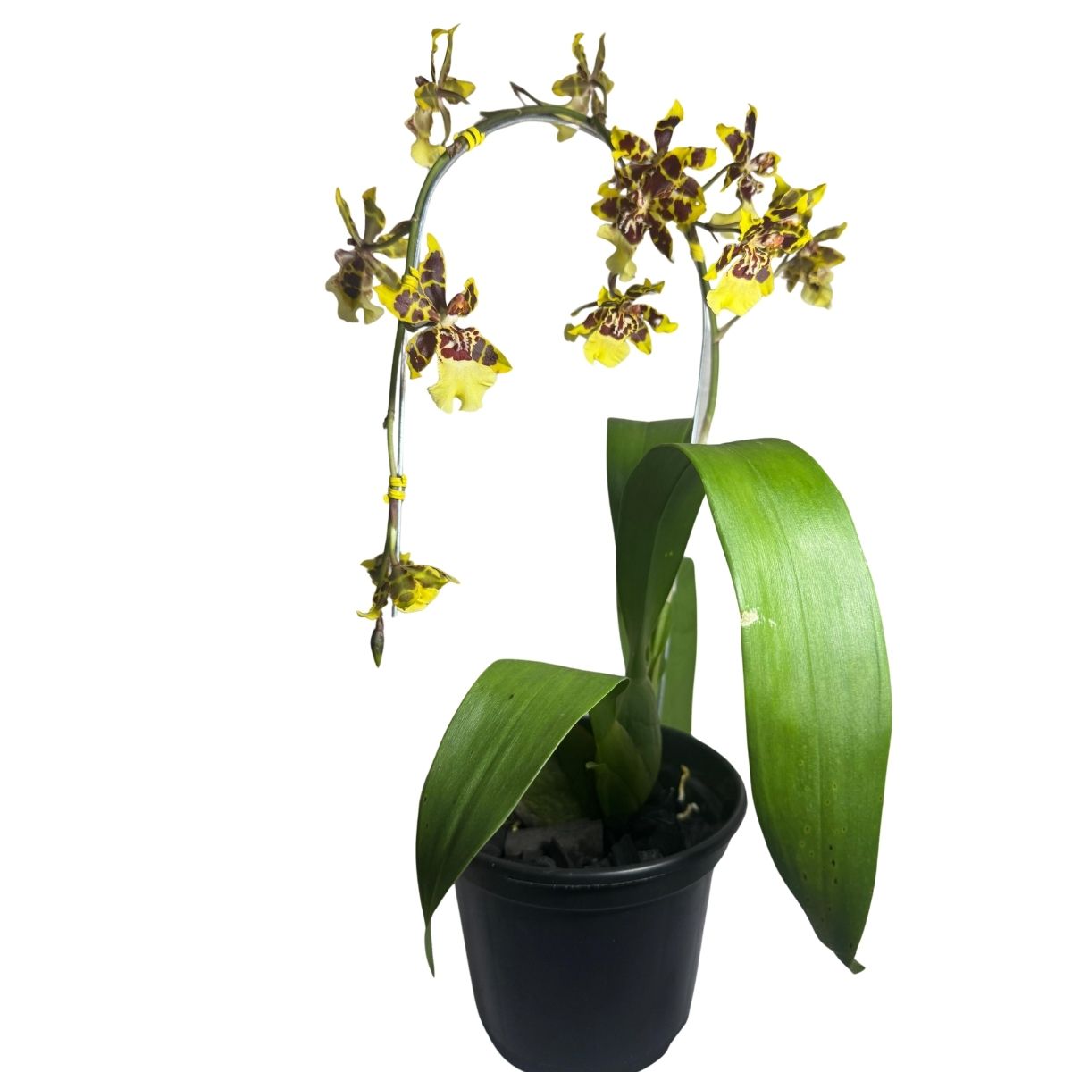 Orquídea Oncidium Colmanara Baby - Amarela Vibrante Pote 14 - Imagem 4
