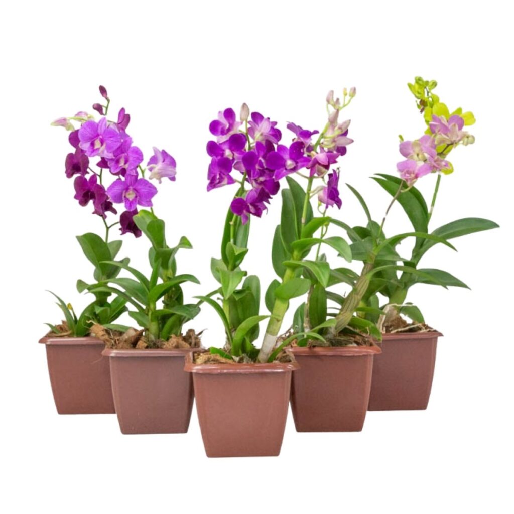 Orquídea Mini Denphal - Pote 12 - Cores Sortidas