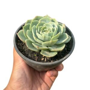 Suculenta Echeveria Glauca Cuia 11 - Roseta Perfeita Rara
