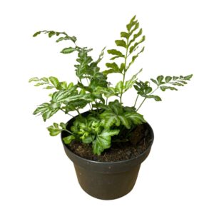 Samambaia Prateada (Pteris argyraea) - Pote 11