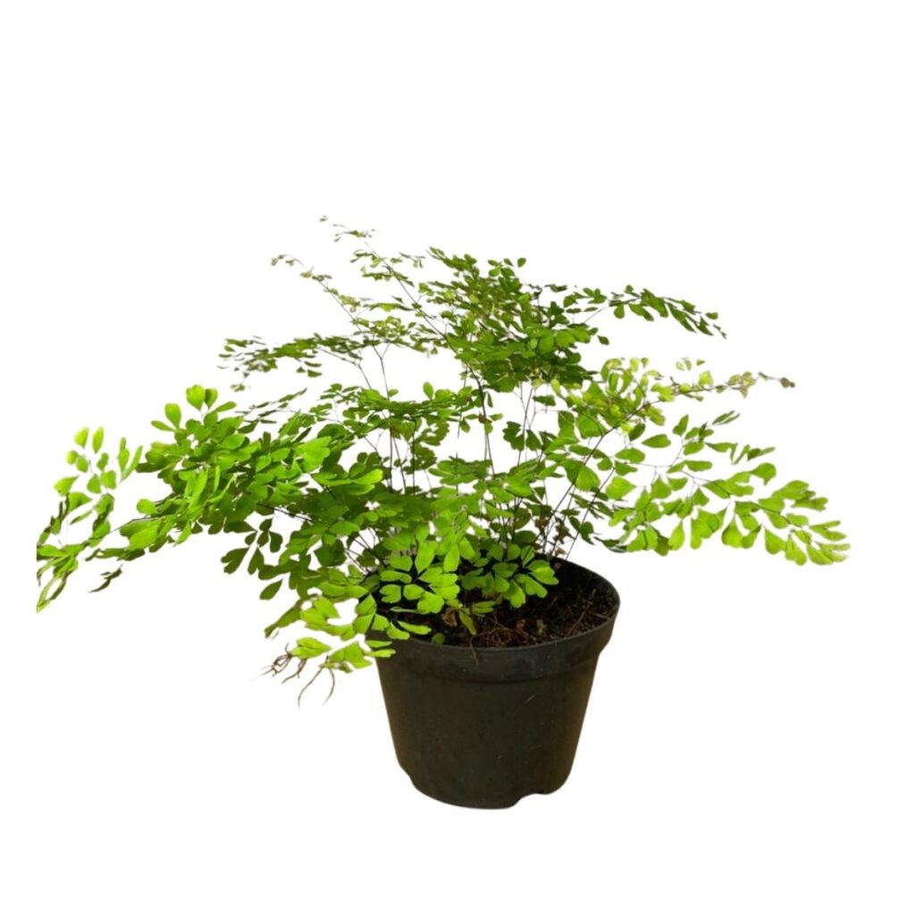 Avenca (Adiantum) - Pote 11 - Elegância Delicada