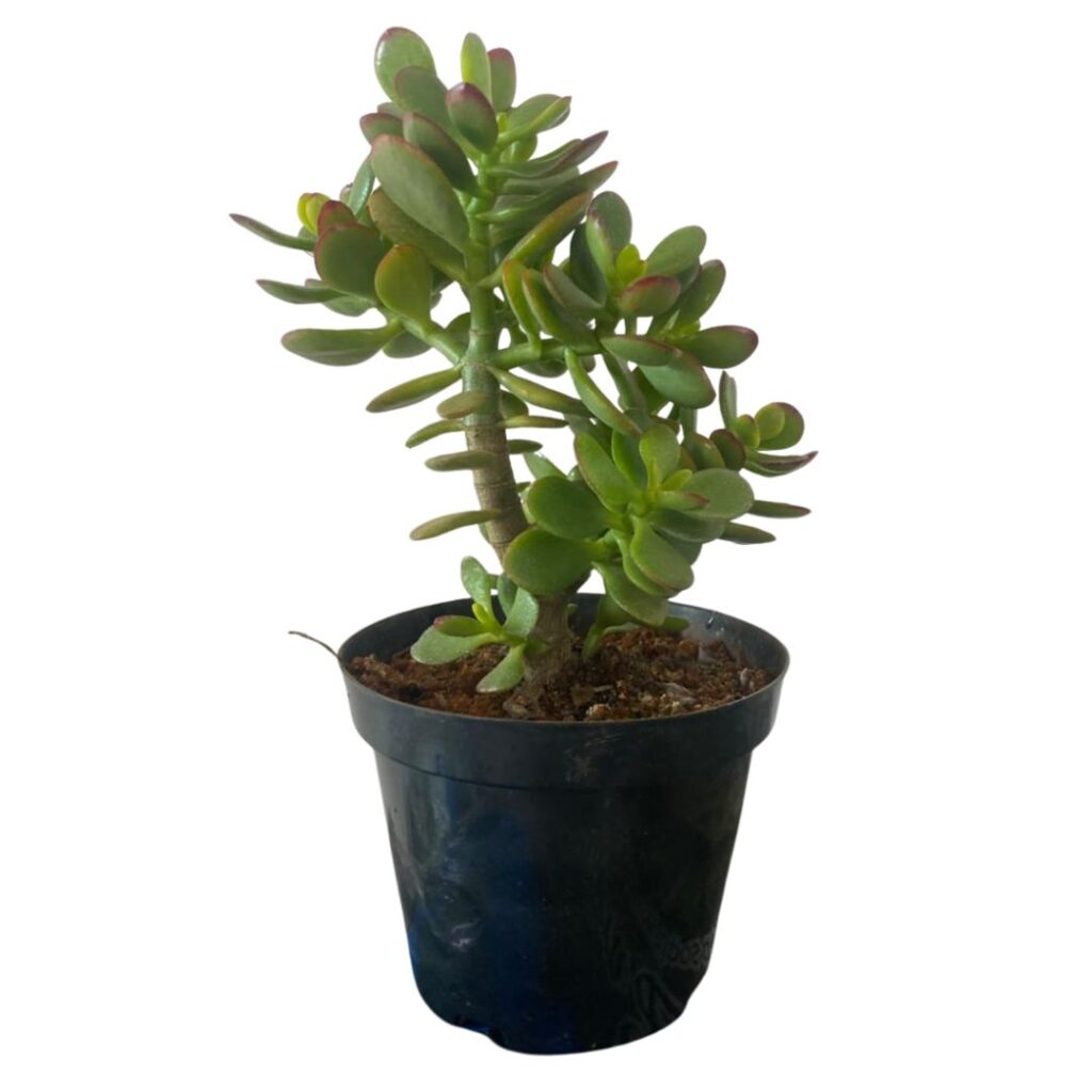 Muda De Mini Jade Pote 14 Planta Da Fortuna E Bonsai Natural