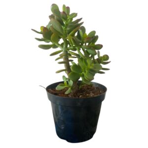 Muda De Mini Jade Pote 14 Planta Da Fortuna E Bonsai Natural