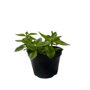 Rosinha Do Sol Aptenia Cordifolia Verde Pote 11