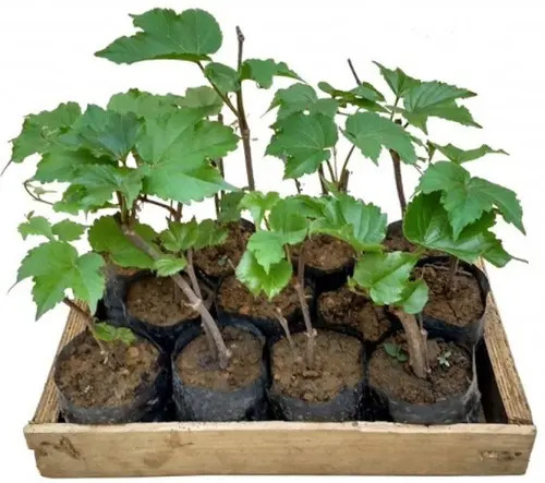 5 Mudas Falsa Vinha (Parthenocissus tricuspidata) Trepadeira - Imagem 3