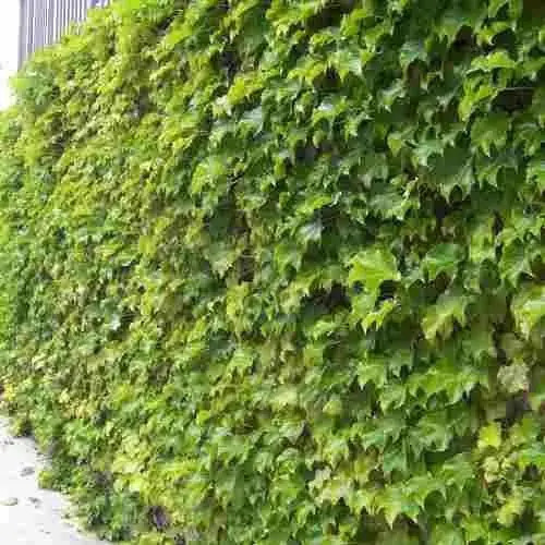 5 Mudas Falsa Vinha (Parthenocissus tricuspidata) Trepadeira - Imagem 4