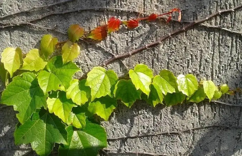 5 Mudas Falsa Vinha (Parthenocissus tricuspidata) Trepadeira - Imagem 5
