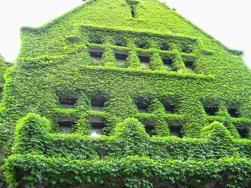5 Mudas Falsa Vinha (Parthenocissus tricuspidata) Trepadeira - Imagem 6