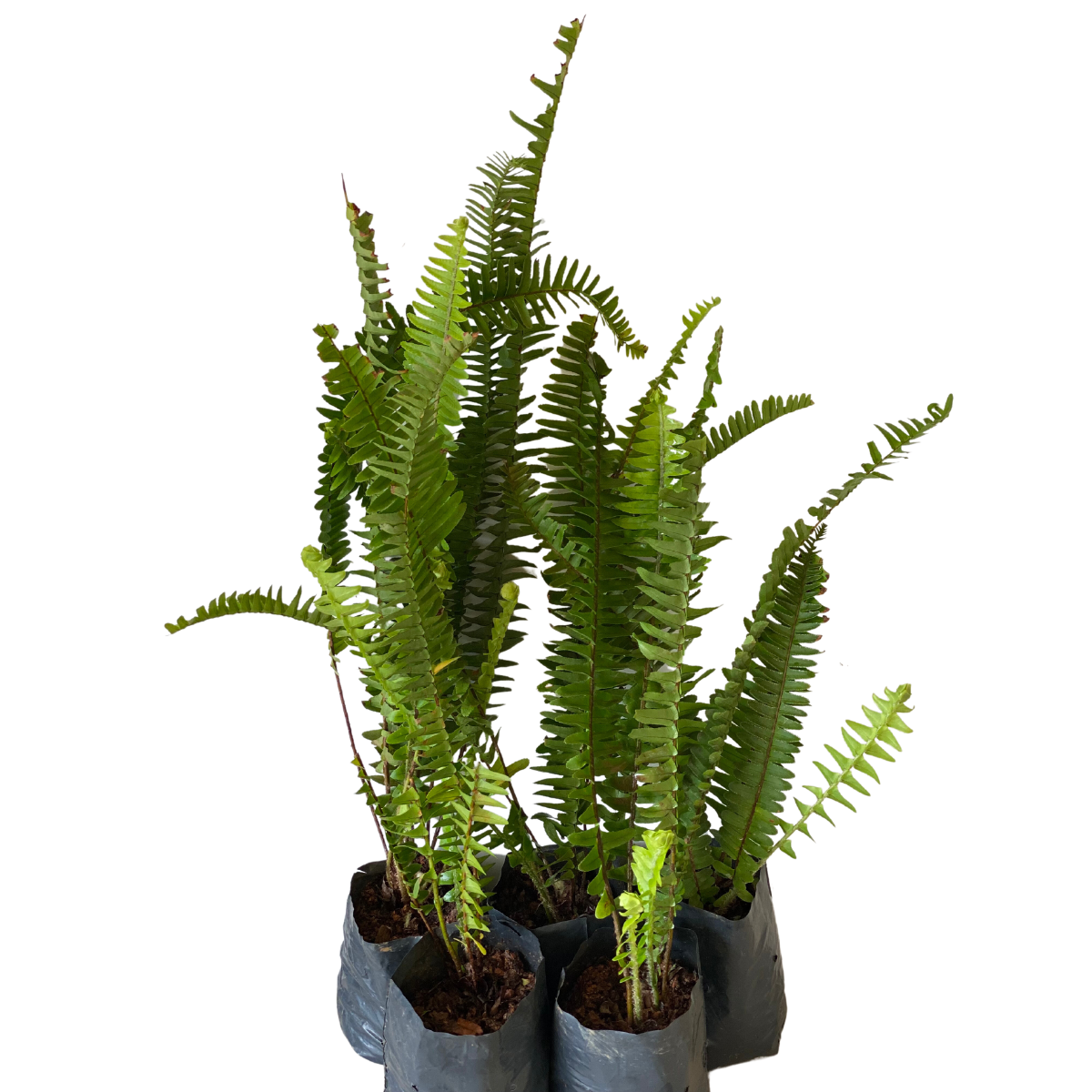 Samambaia Paulista Nephrolepis pectinata no Saquinho - Imagem 2