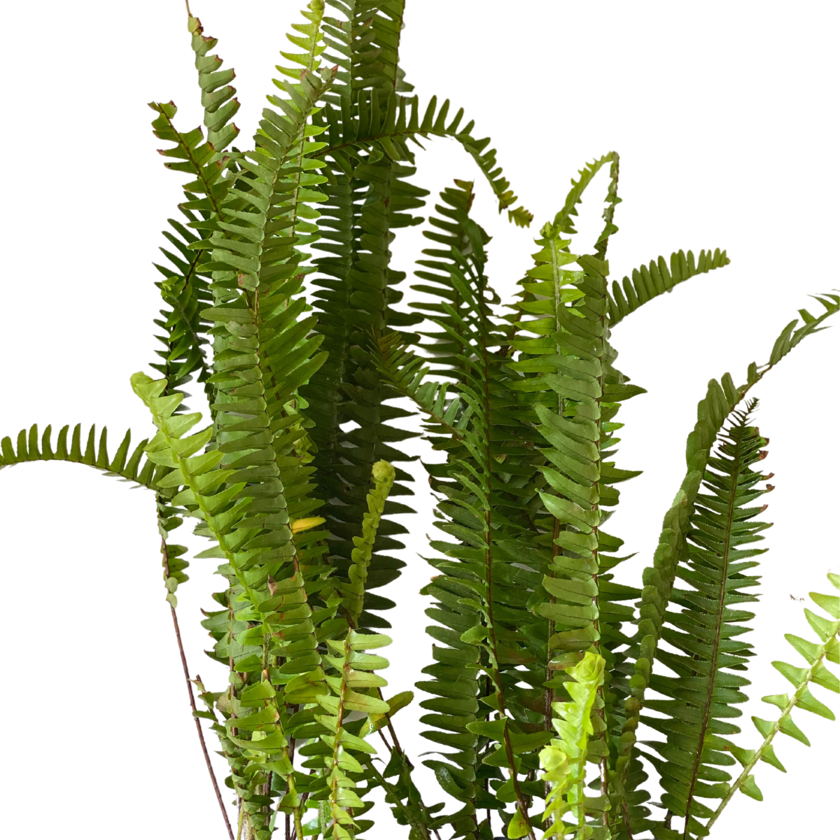Samambaia Paulista Nephrolepis pectinata no Saquinho - Imagem 8