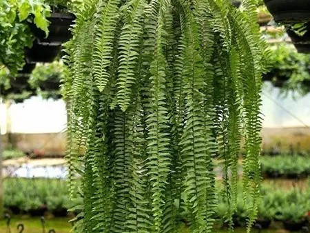 Samambaia Paulista Nephrolepis pectinata no Saquinho - Imagem 4