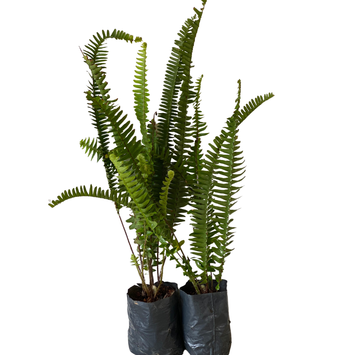Samambaia Paulista Nephrolepis pectinata no Saquinho - Imagem 7