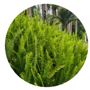 Samambaia Paulista Nephrolepis pectinata no Saquinho