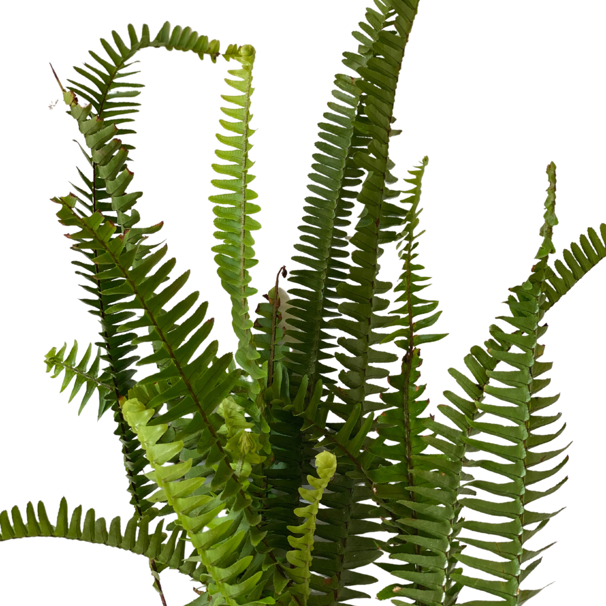 Samambaia Paulista Nephrolepis pectinata no Saquinho - Imagem 3