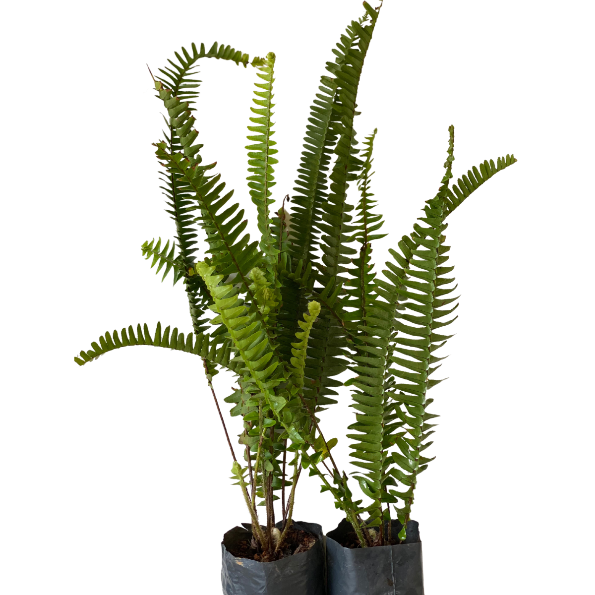 Samambaia Paulista Nephrolepis pectinata no Saquinho - Imagem 9