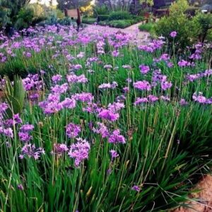 Alho-social – Tulbaghia violacea - no Saquinho