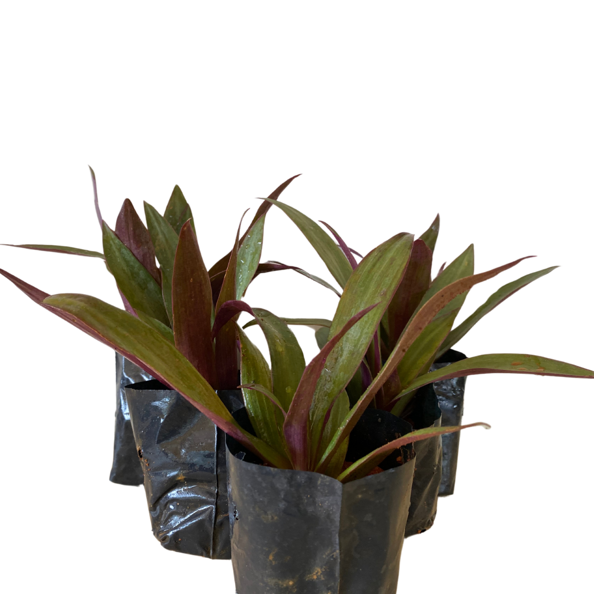Abacaxi Roxo (Tradescantia spathacea) no Saquinho - Imagem 5
