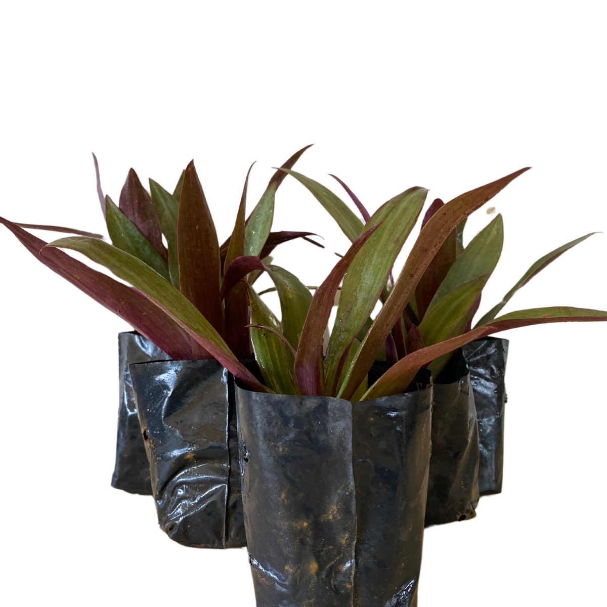 Abacaxi Roxo (Tradescantia spathacea) no Saquinho