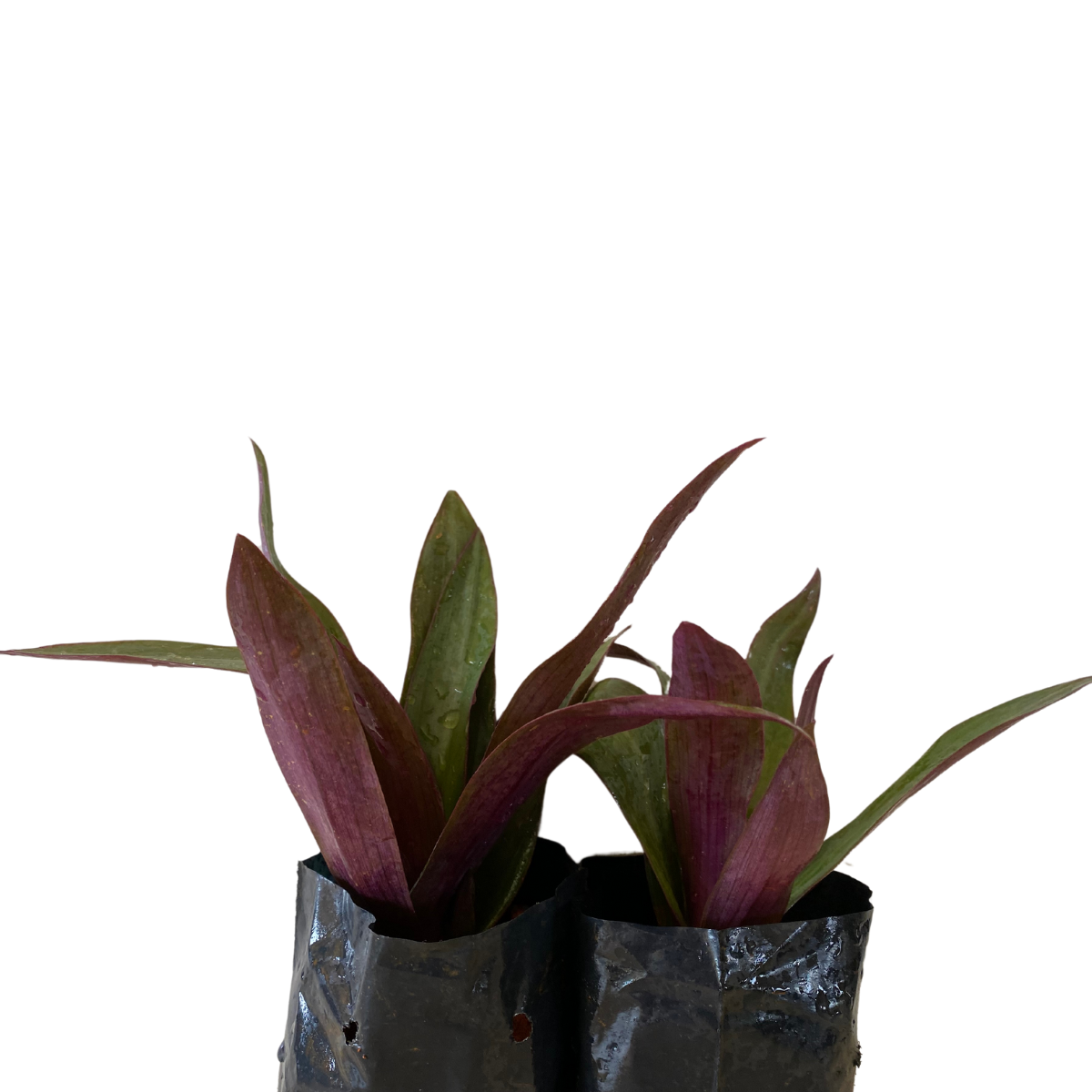 Abacaxi Roxo (Tradescantia spathacea) no Saquinho - Imagem 6