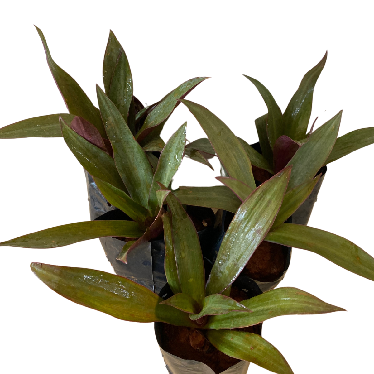 Abacaxi Roxo (Tradescantia spathacea) no Saquinho - Imagem 2