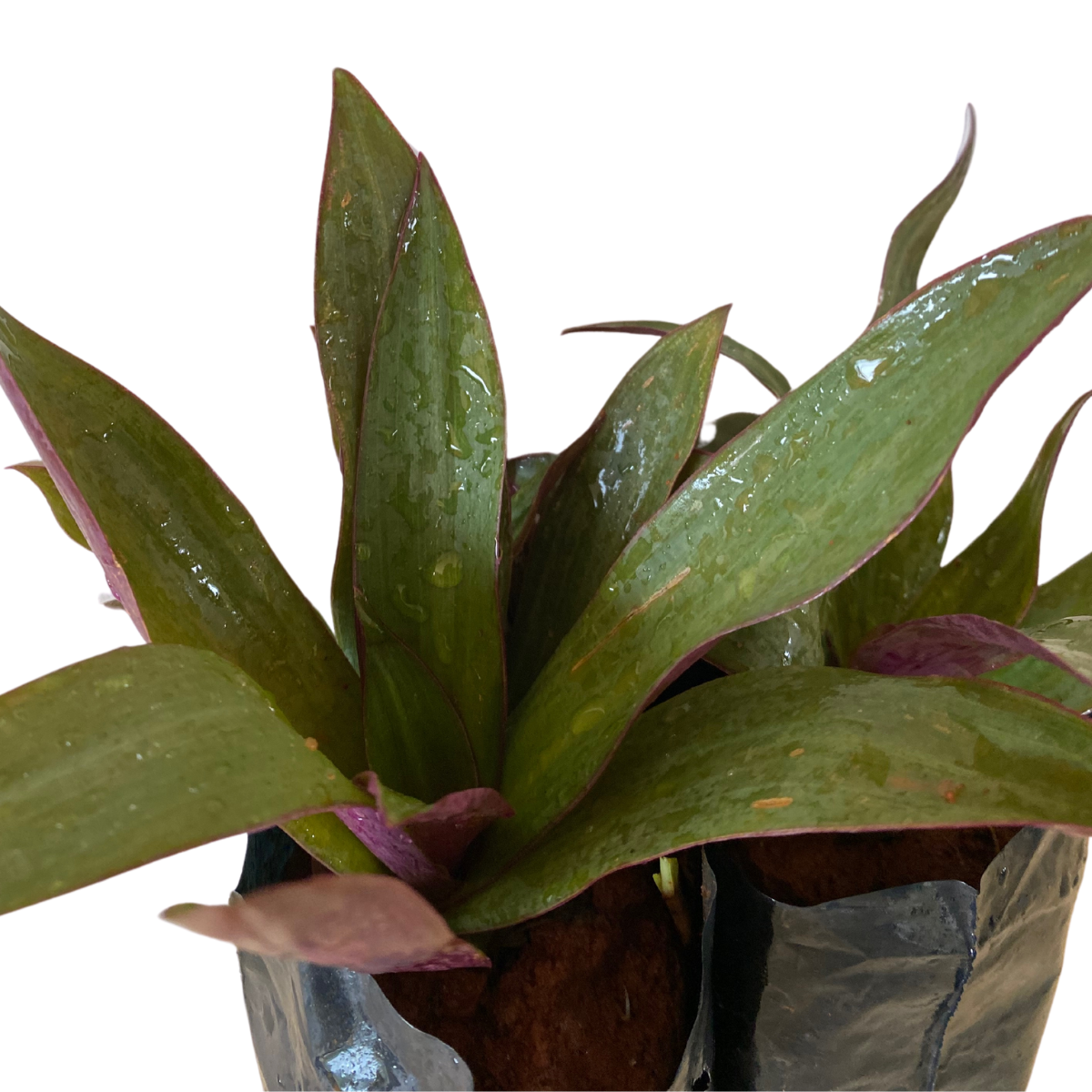 Abacaxi Roxo (Tradescantia spathacea) no Saquinho - Imagem 3
