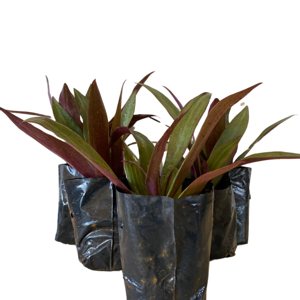 5 Mudas Abacaxi Roxo (Tradescantia spathacea) no Saquinho